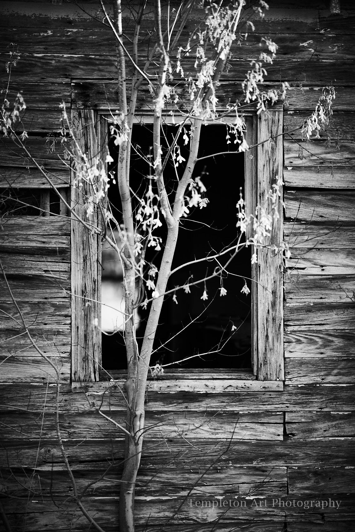 Edgecomb Window (b&w)
