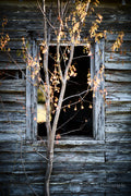 Edgecomb Window