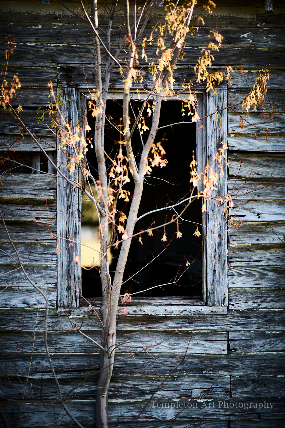 Edgecomb Window