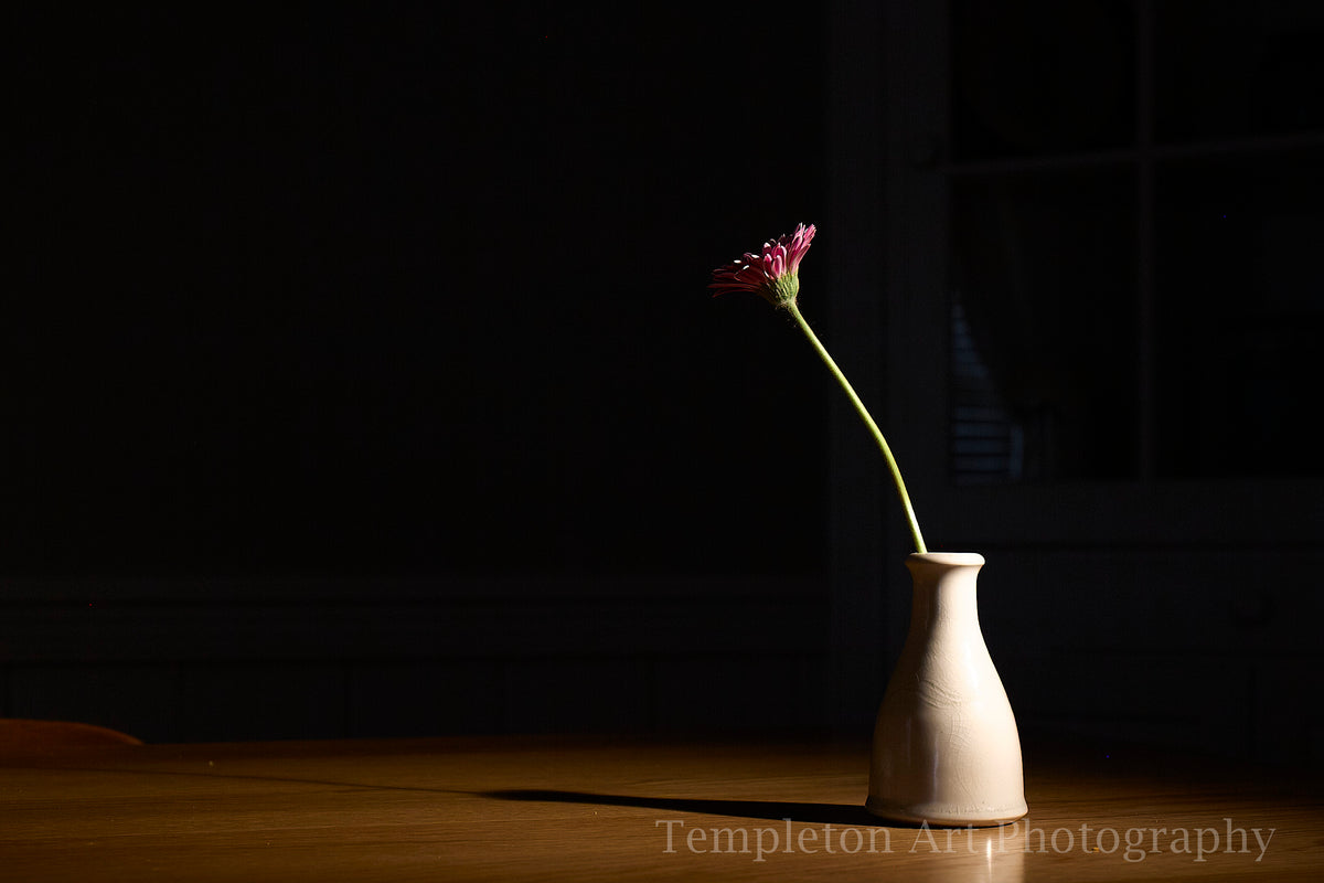 Gerbena (Limited Editions)