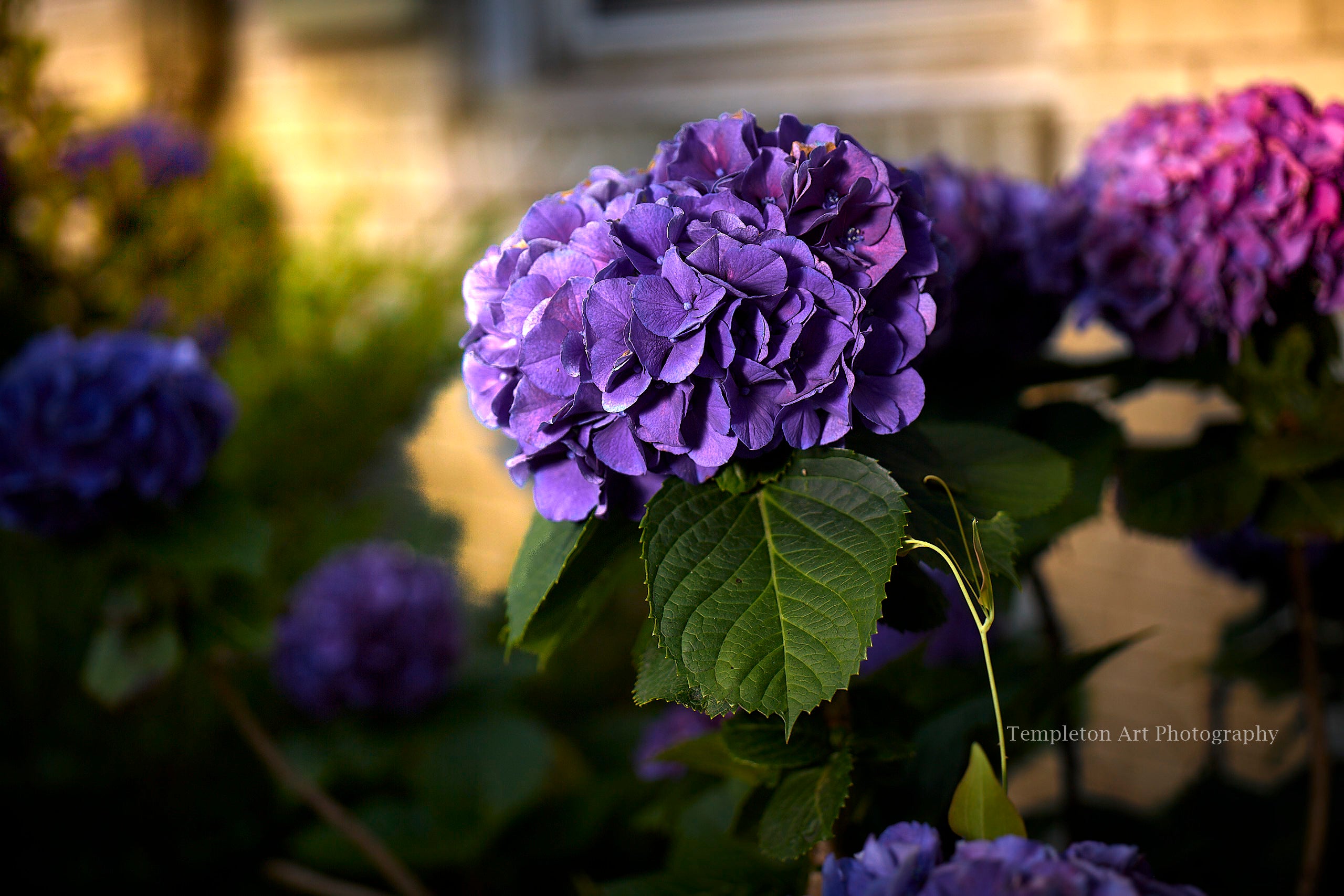 Hydrangea