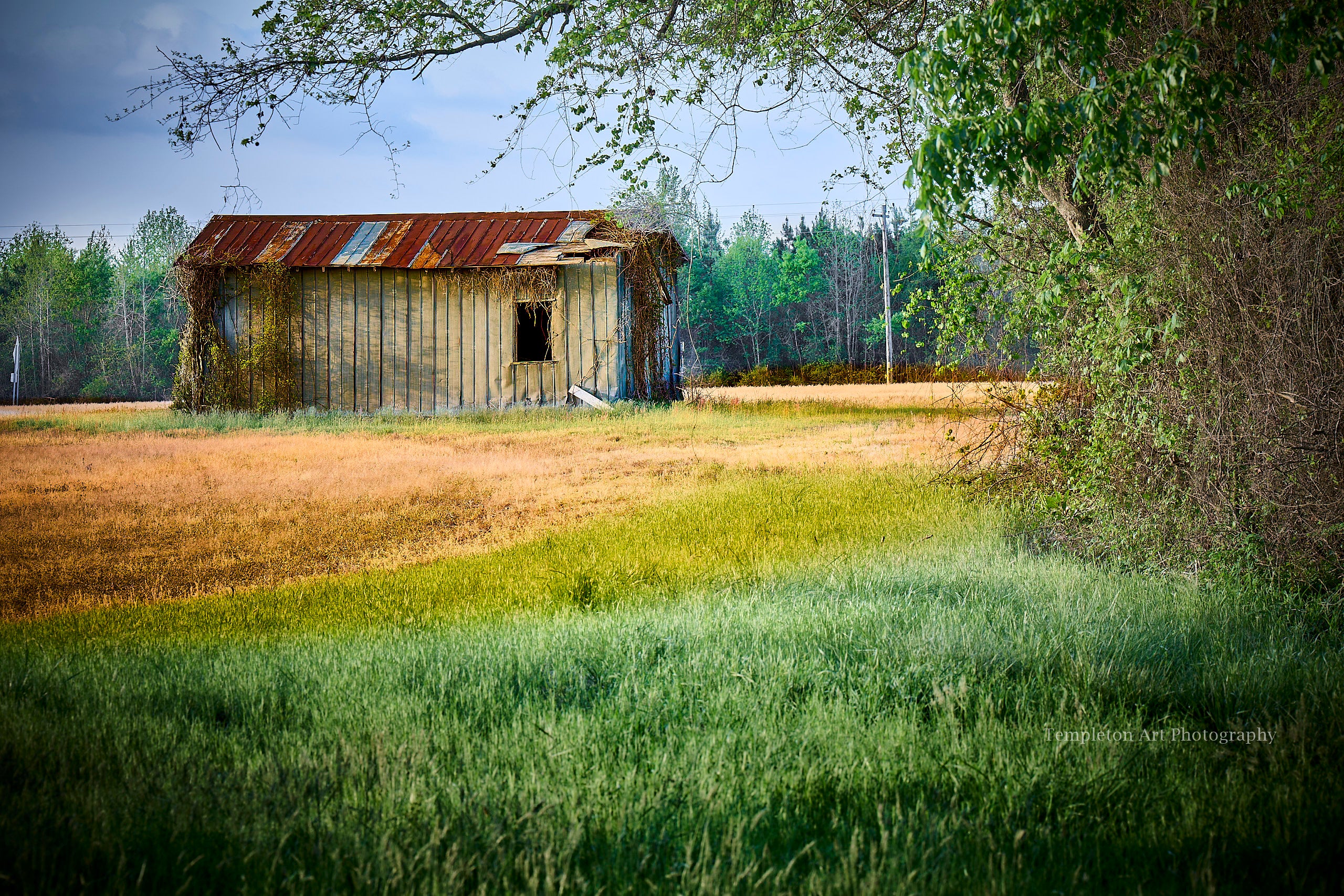Lonely Shed