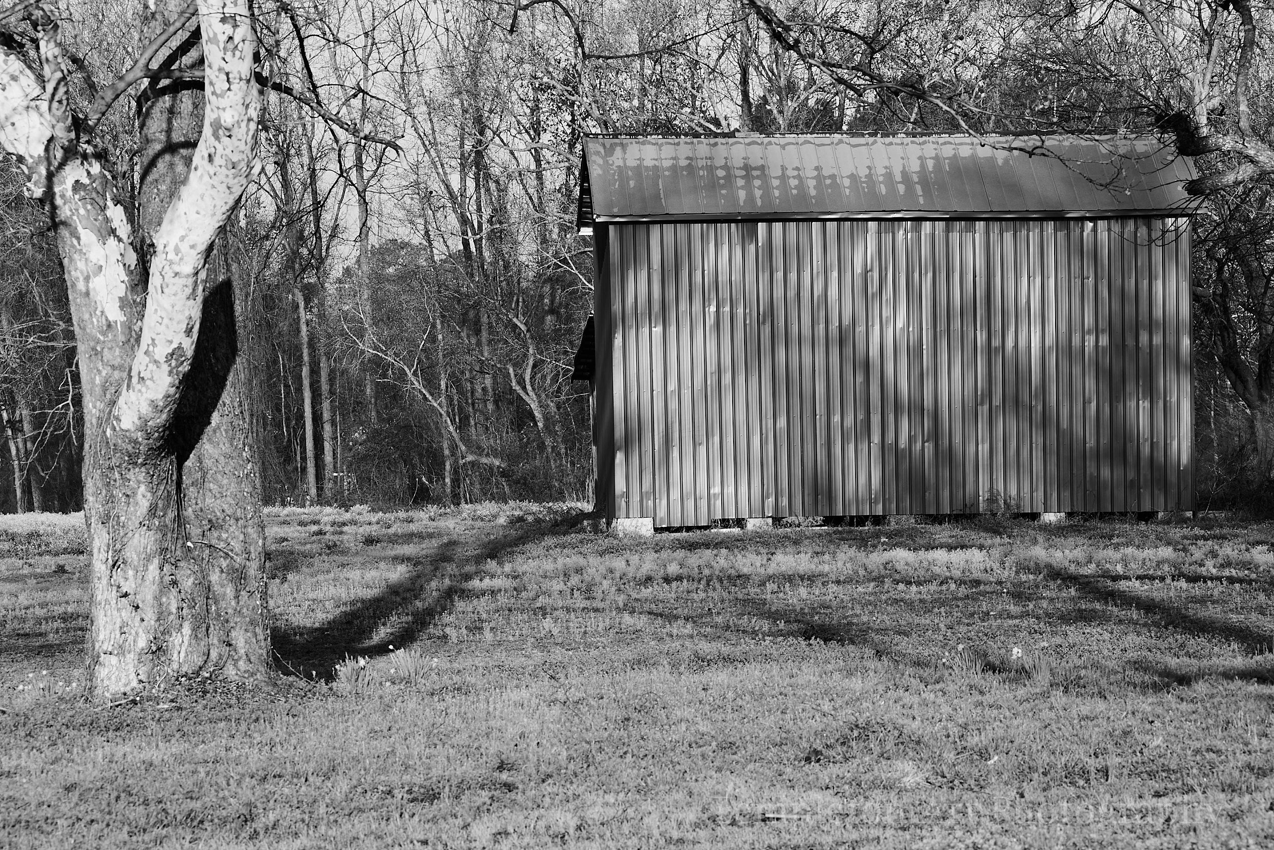 Shed And Tree