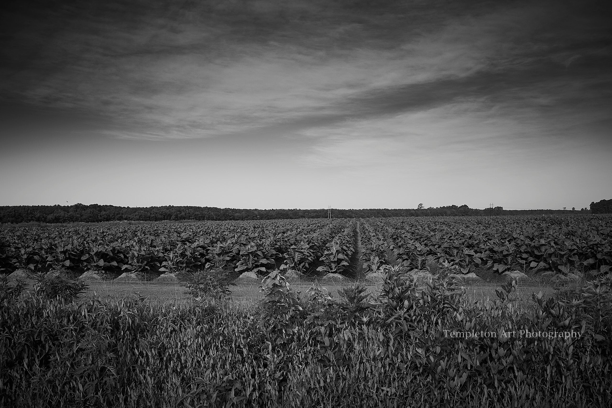 Tobacco Field